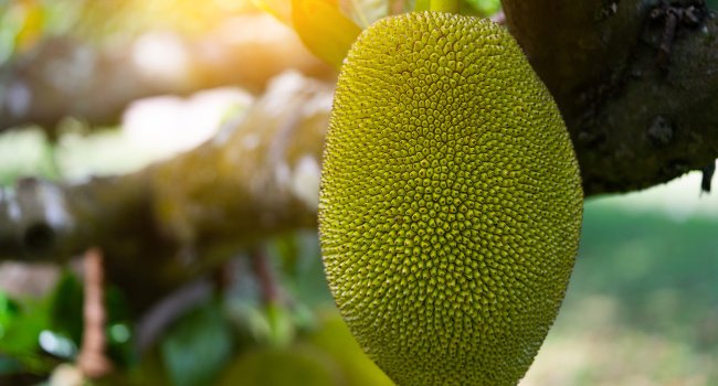 Jackfruit