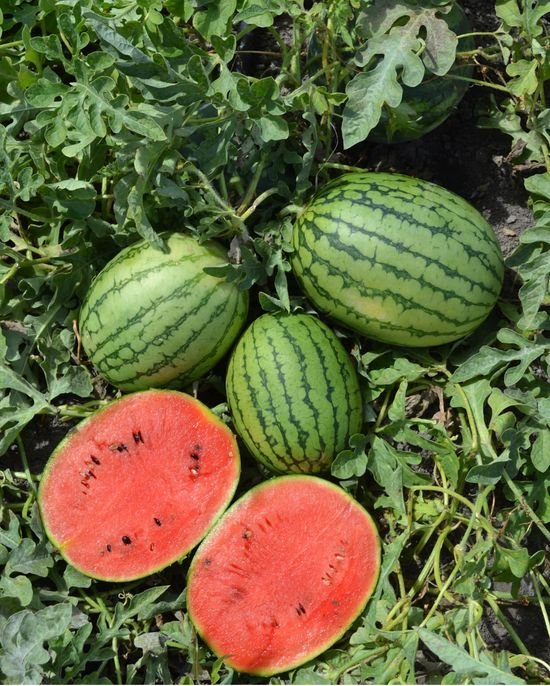 Watermelon