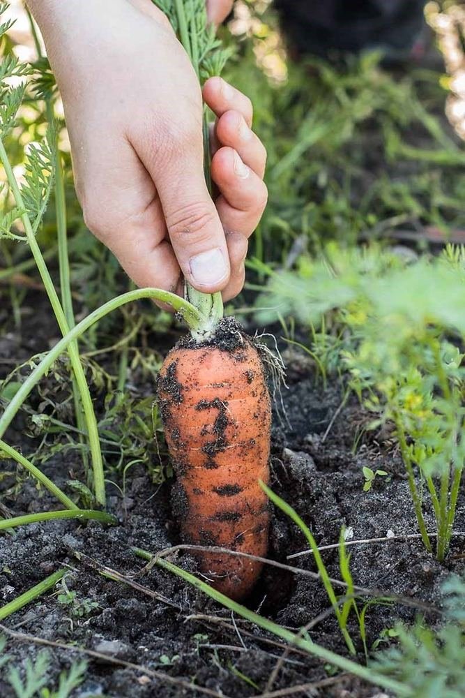 Carrot