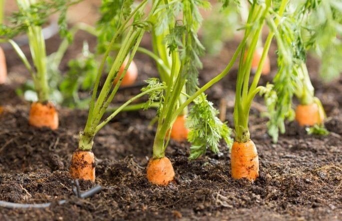 Carrot