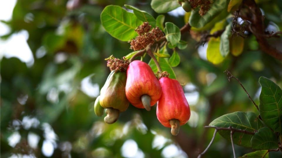 Cashew