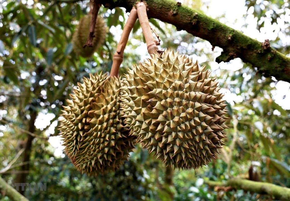Durian