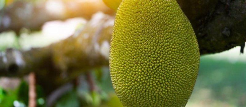 Jackfruit