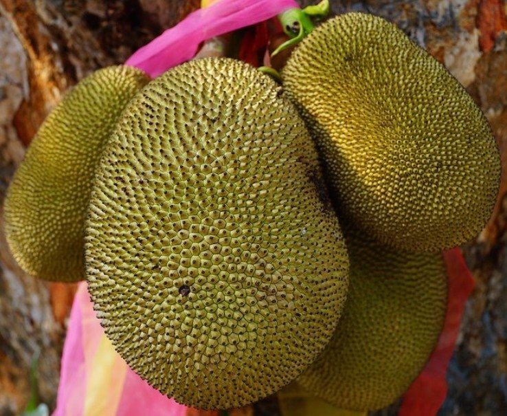 Jackfruit