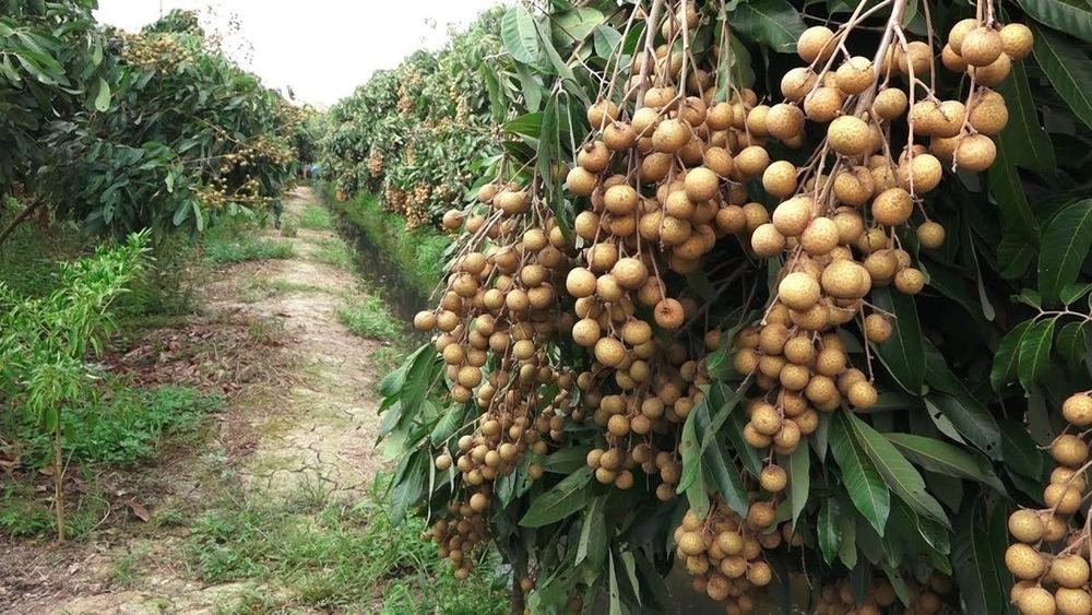 Longan