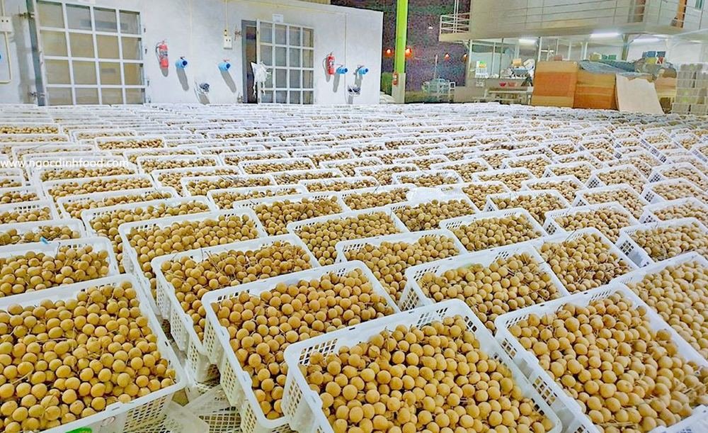 Longan