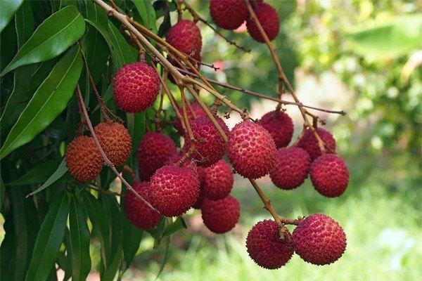 Lychee