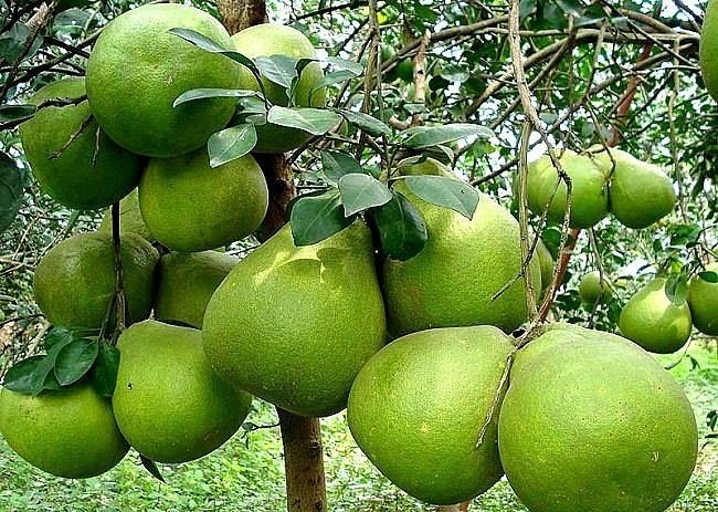 Pomelo