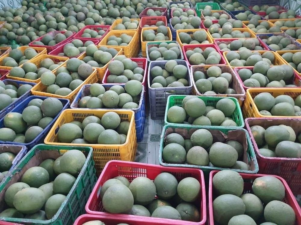 Pomelo
