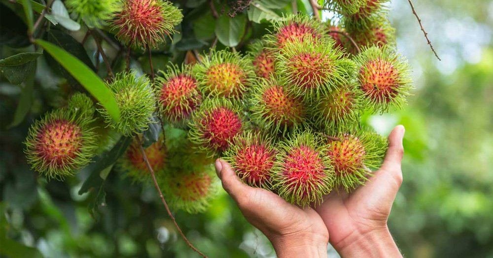 Rambutan