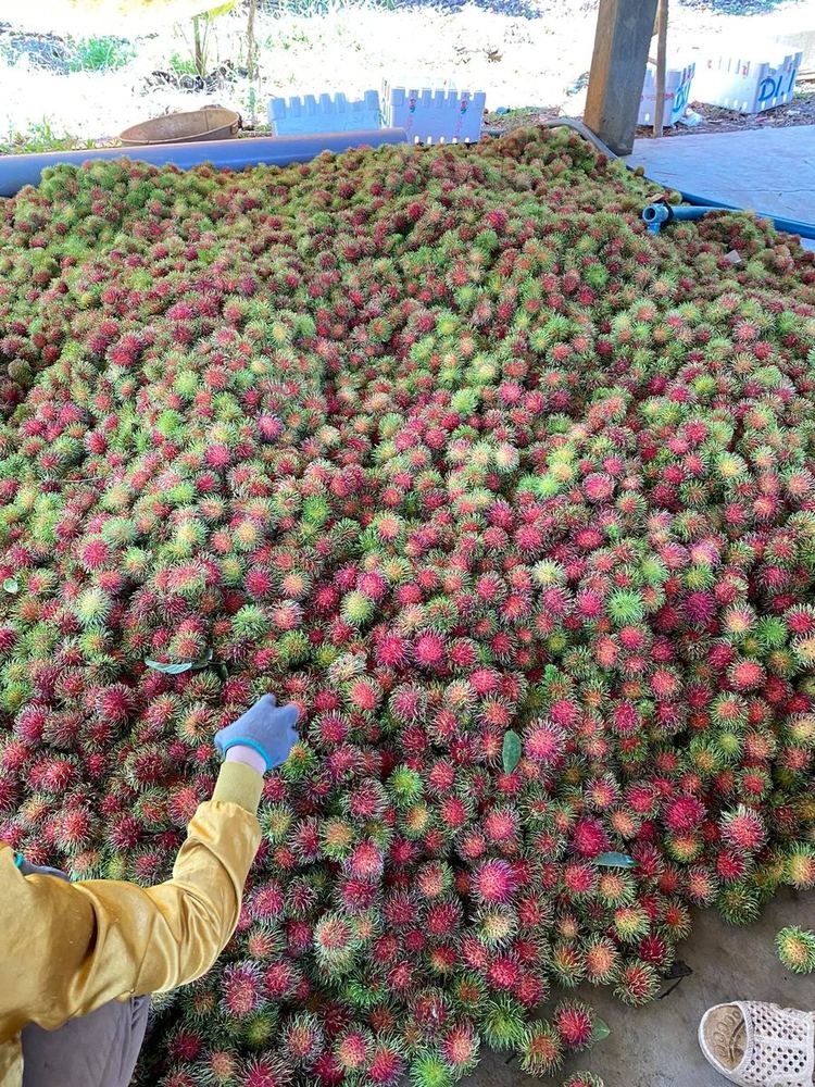 Rambutan