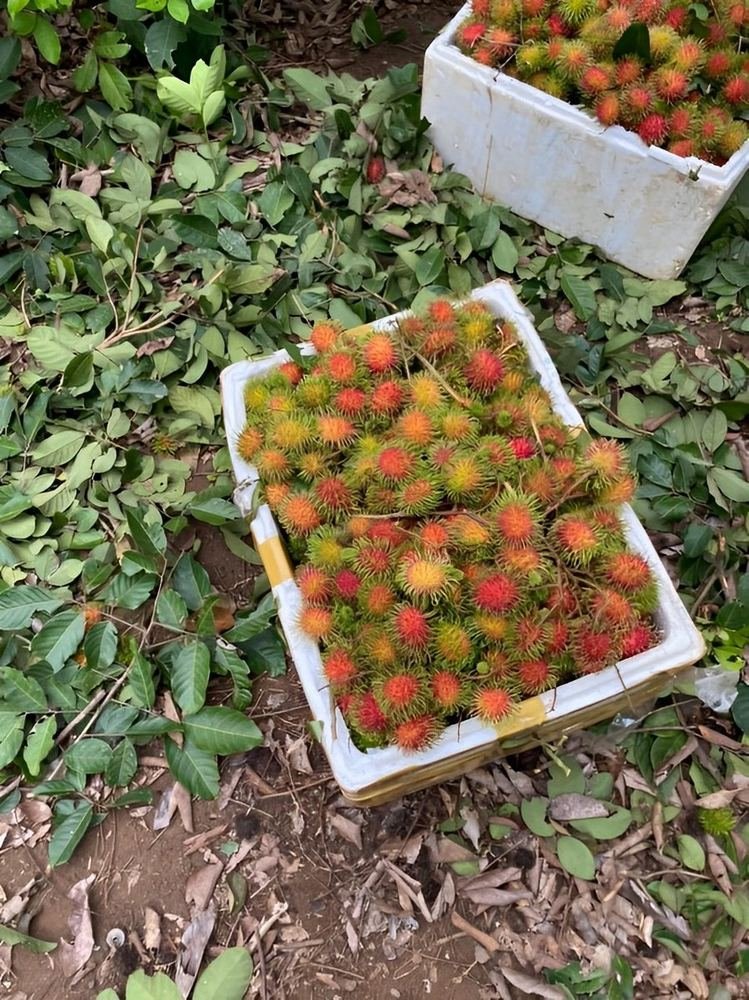Rambutan