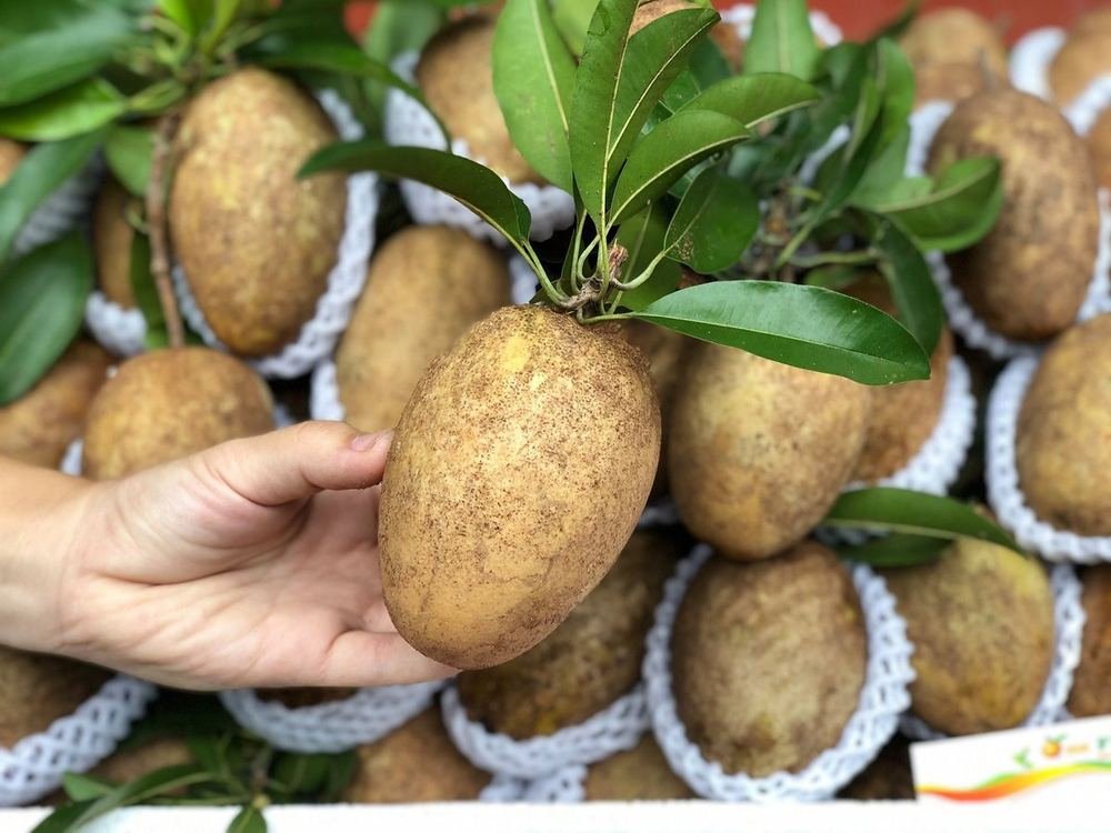 Sapodilla