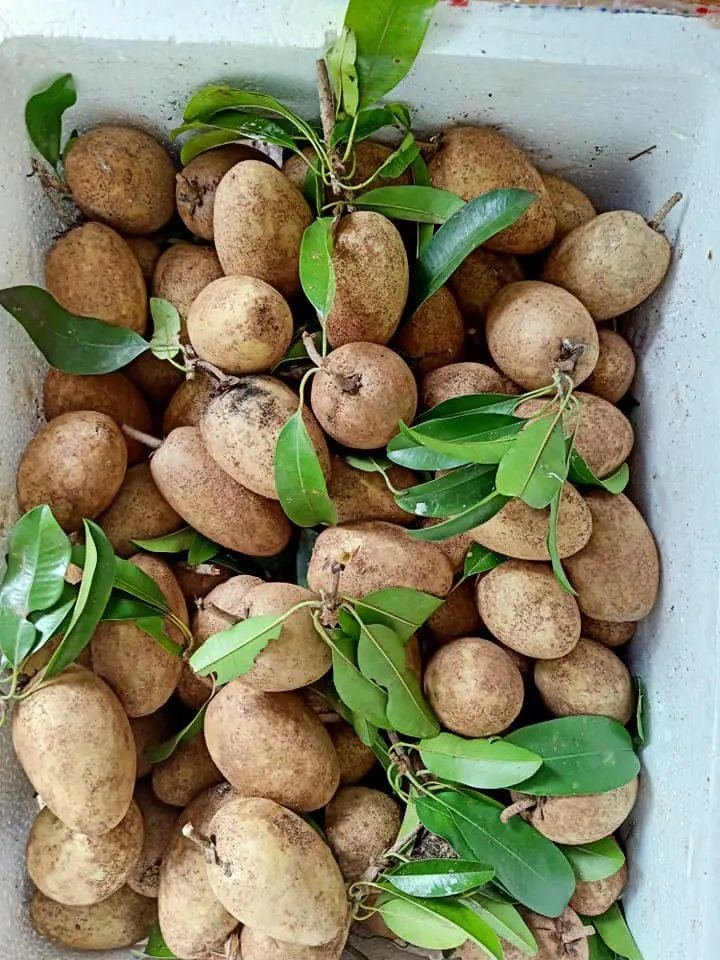 Sapodilla