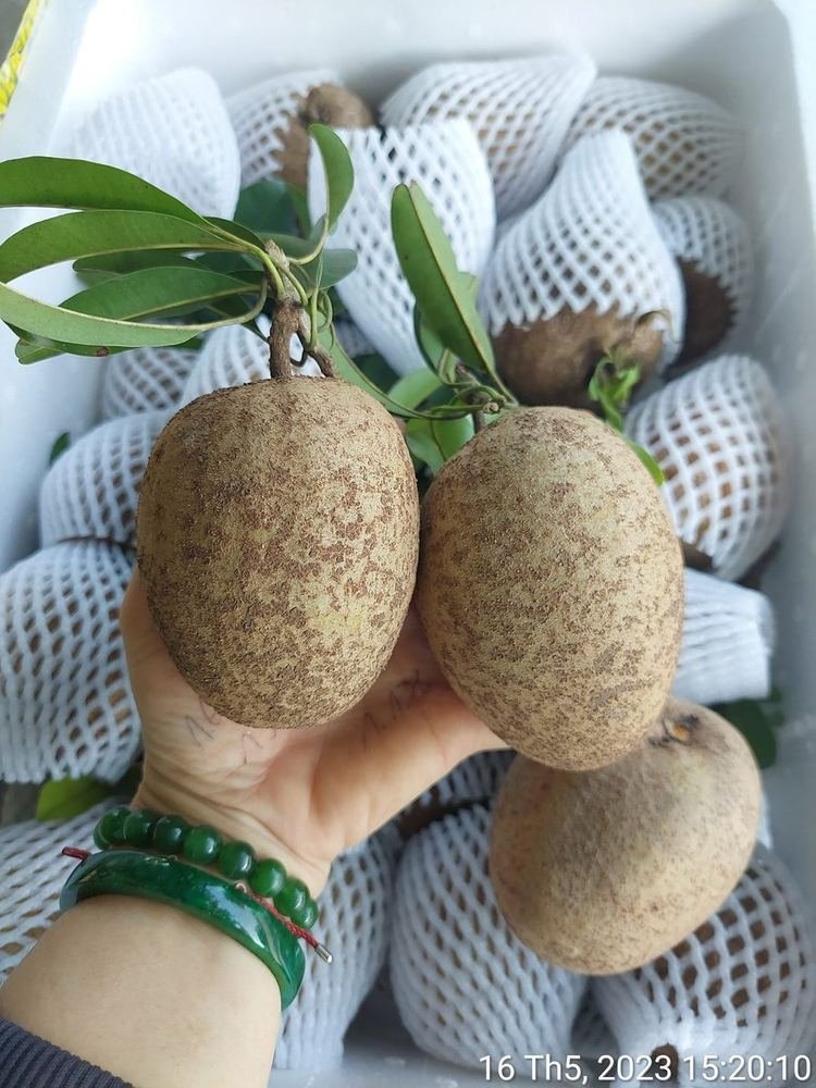 Sapodilla