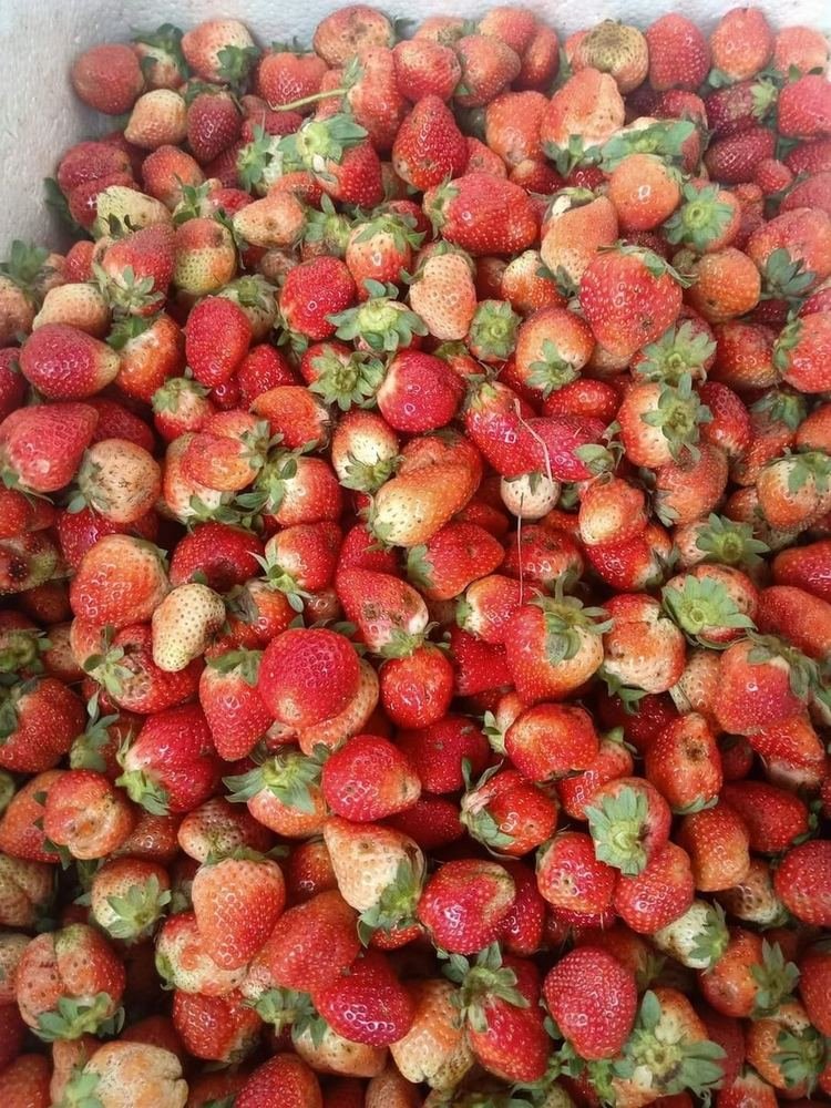 Strawberry
