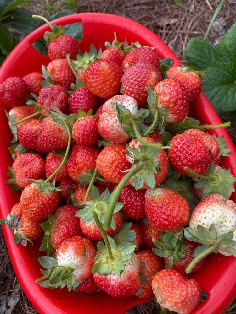 Strawberry