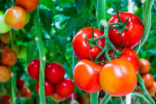 Tomato
