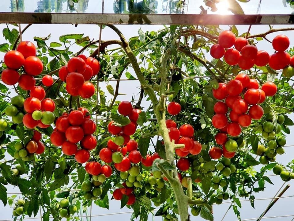 Tomato