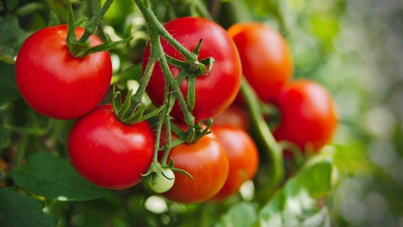 Tomato