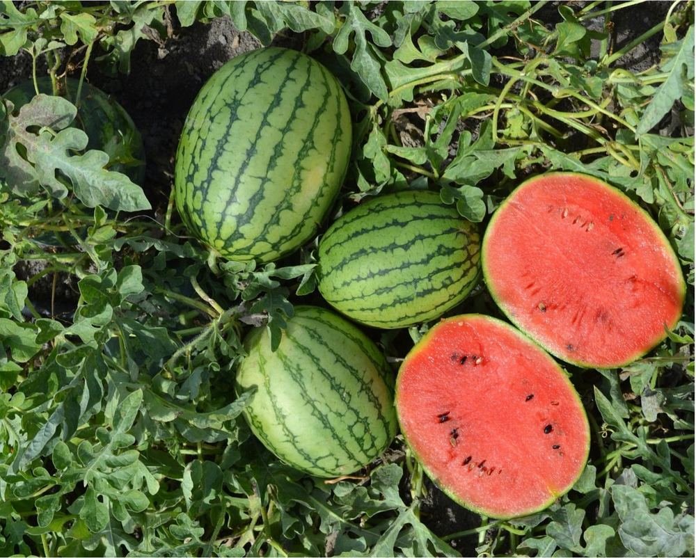 Watermelon