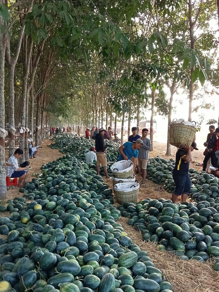 Watermelon
