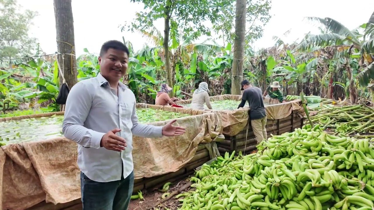 Cavendish banana video